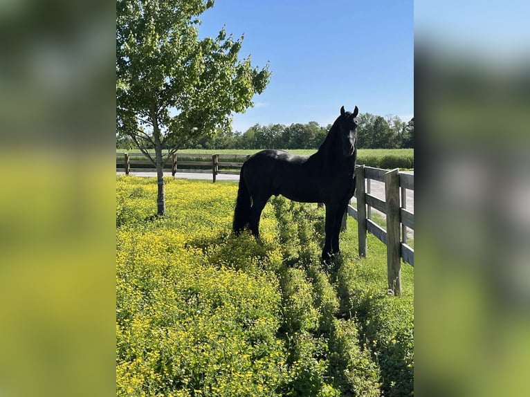 Friesian horses Gelding 7 years 16 hh Black in London