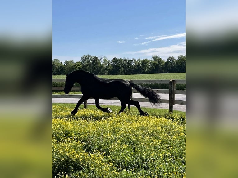 Friesian horses Gelding 7 years 16 hh Black in London