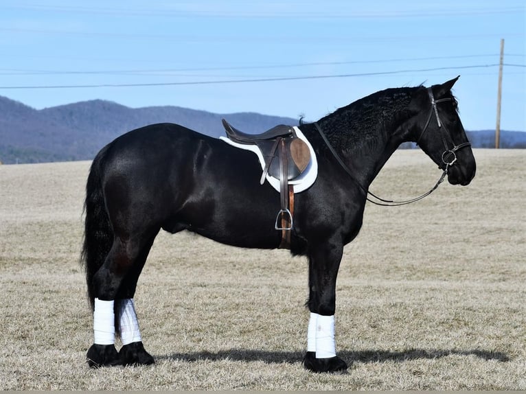 Friesian horses Gelding 7 years 16 hh Black in Rebersburg, PA
