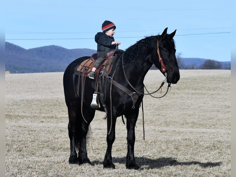 Friesian horses Gelding 7 years 16 hh Black in Rebersburg, PA