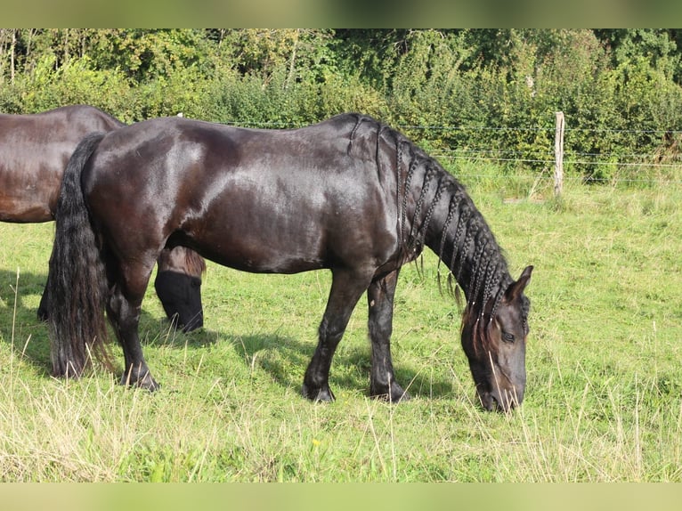 Friesian horses Gelding 7 years 16 hh Black in Rheinbach