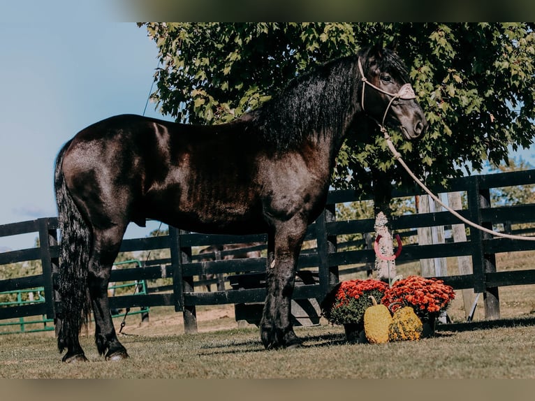Friesian horses Gelding 7 years 16 hh Black in Hillsboro KY