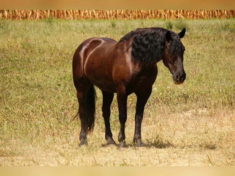 Friesian horses Mix Gelding 7 years 16 hh Black in Fresno