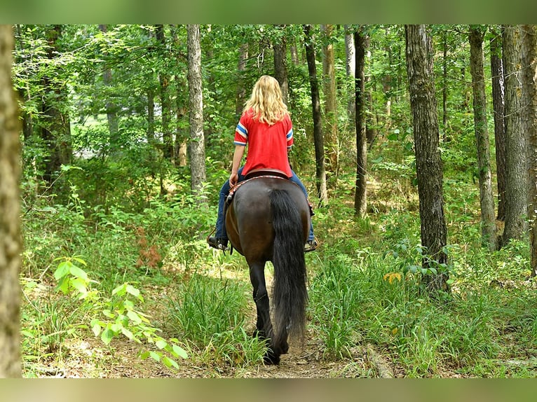 Friesian horses Gelding 7 years 16 hh Black in Nottingham