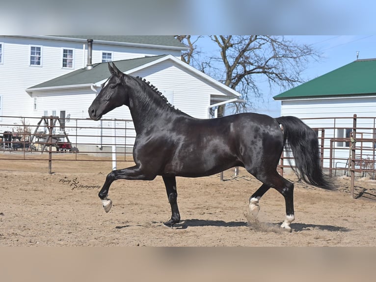 Friesian horses Gelding 7 years 16 hh Black in Fairbank IA