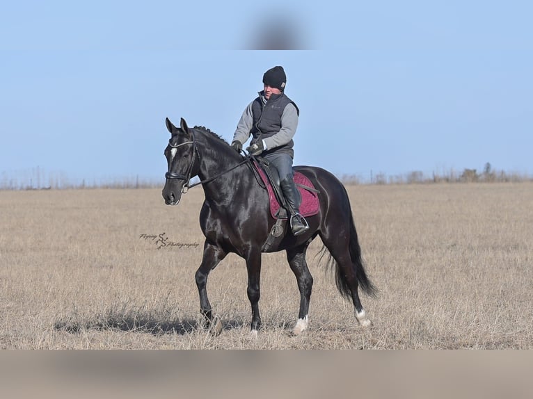 Friesian horses Gelding 7 years 16 hh Black in Fairbank IA