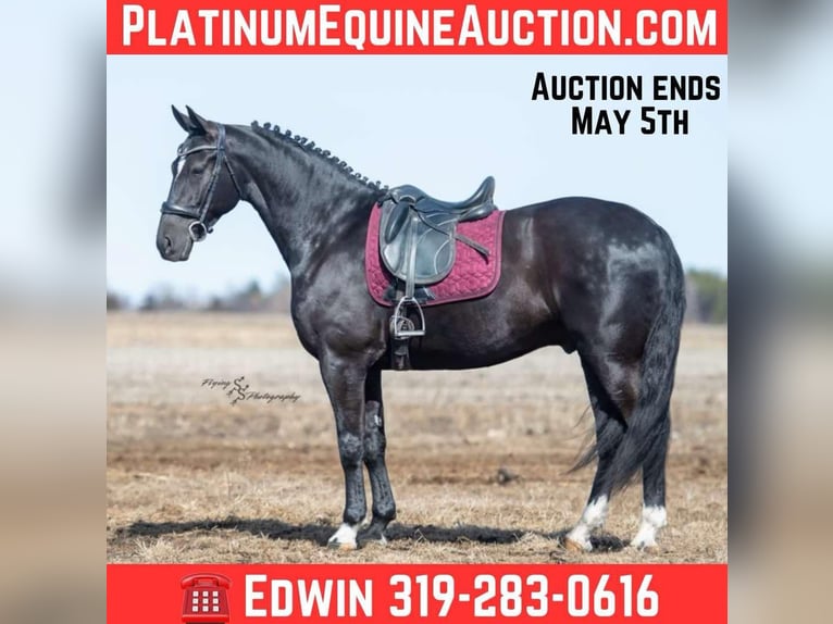 Friesian horses Gelding 7 years 16 hh Black in Fairbank IA