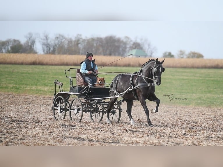 Friesian horses Gelding 7 years 16 hh Black in Fairbank IA