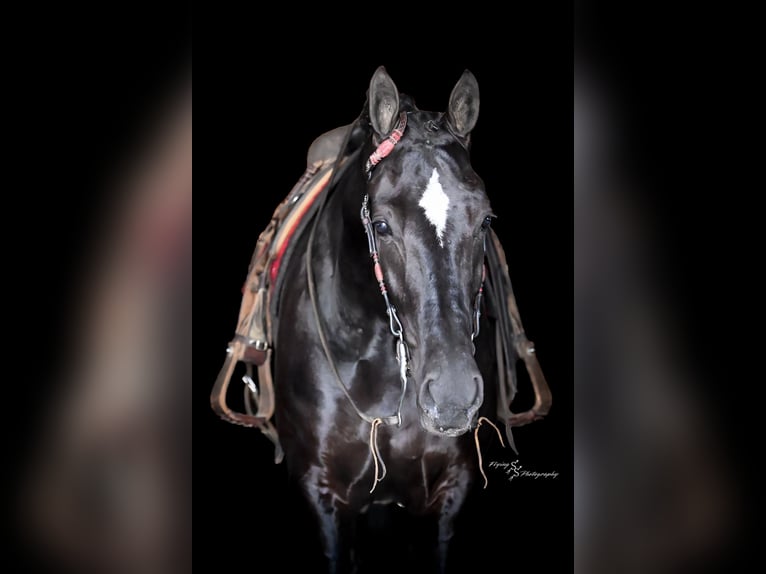 Friesian horses Gelding 7 years 16 hh Black in Fairbank IA