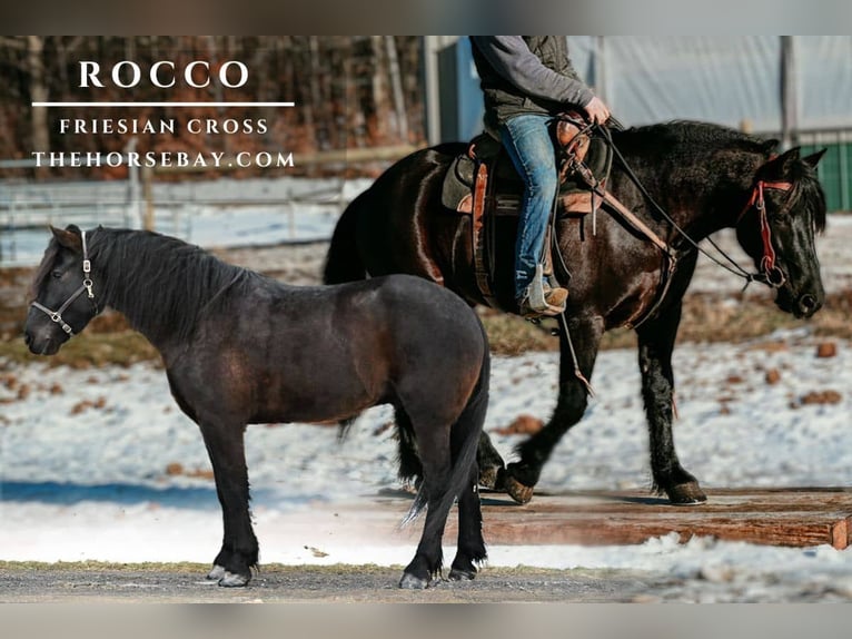 Friesian horses Mix Gelding 7 years 16 hh Black in Warsaw, NY