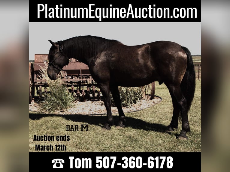 Friesian horses Gelding 7 years 16 hh Black in Windom MN