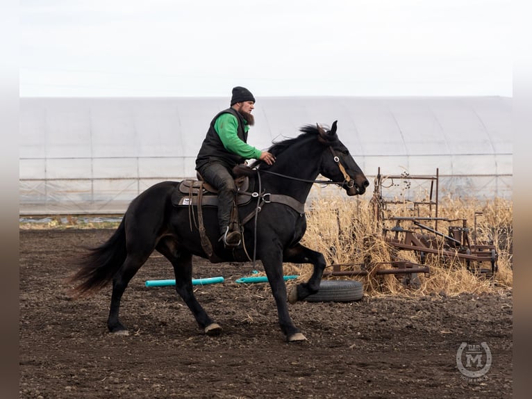 Friesian horses Gelding 7 years 16 hh Black in Windom MN