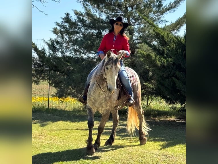 Friesian horses Gelding 7 years 16 hh Gray in Ackerly TX