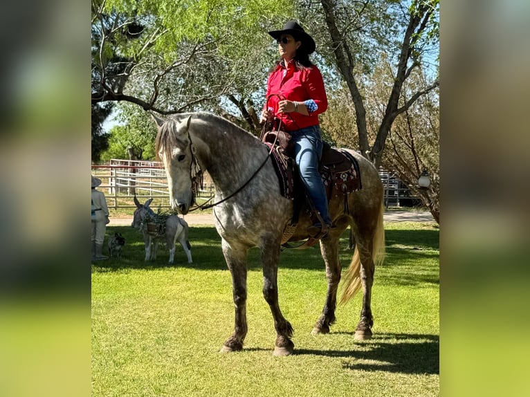 Friesian horses Gelding 7 years 16 hh Gray in Ackerly TX