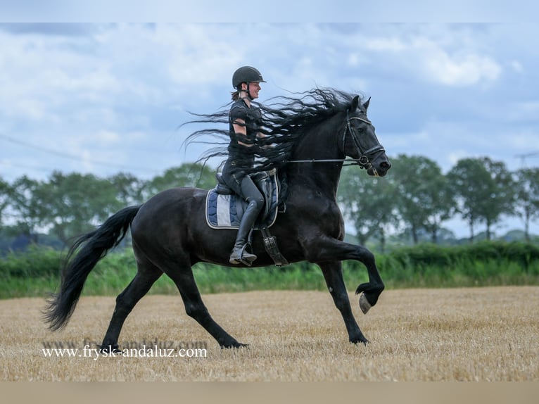 Friesian horses Gelding 7 years 16,1 hh Black in Mijnsheerenland