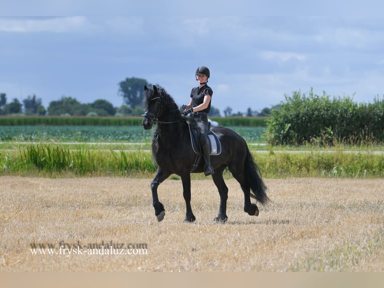 Friesian horses Gelding 7 years 16,1 hh Black in Mijnsheerenland
