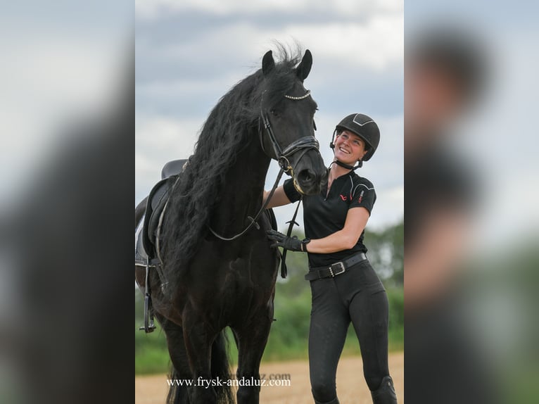 Friesian horses Gelding 7 years 16,1 hh Black in Mijnsheerenland