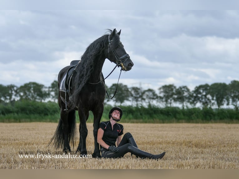Friesian horses Gelding 7 years 16,1 hh Black in Mijnsheerenland