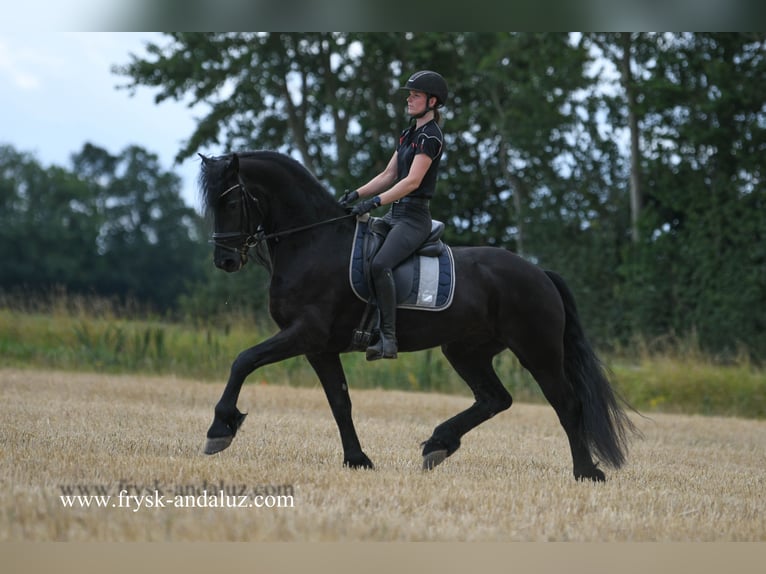 Friesian horses Gelding 7 years 16,1 hh Black in Mijnsheerenland