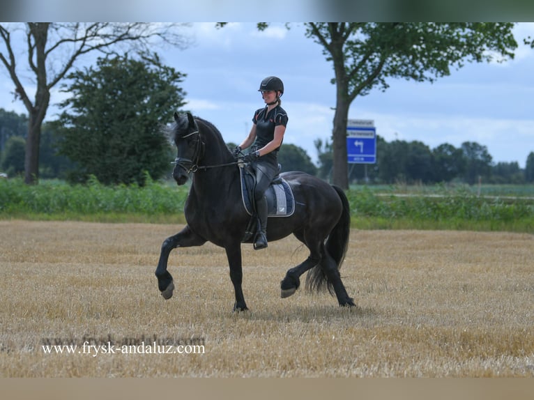 Friesian horses Gelding 7 years 16,1 hh Black in Mijnsheerenland
