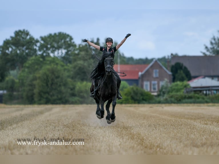 Friesian horses Gelding 7 years 16,1 hh Black in Mijnsheerenland