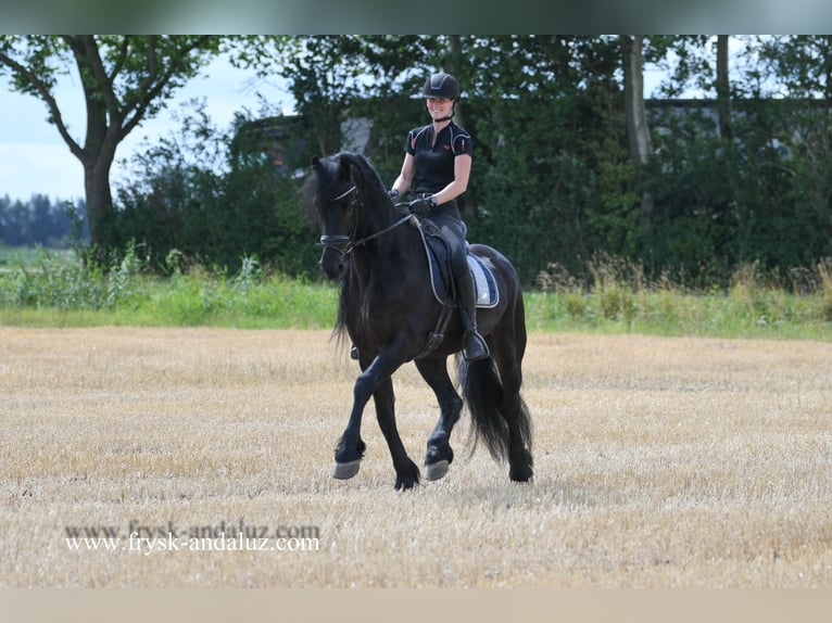 Friesian horses Gelding 7 years 16,1 hh Black in Mijnsheerenland