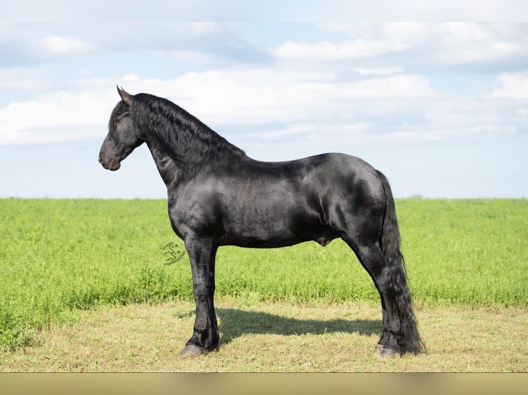 Friesian horses Gelding 7 years 16,1 hh Black in FAIRBANK, IA