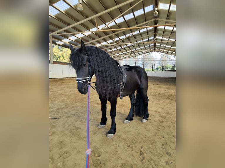 Friesian horses Gelding 7 years 16,1 hh in Torino