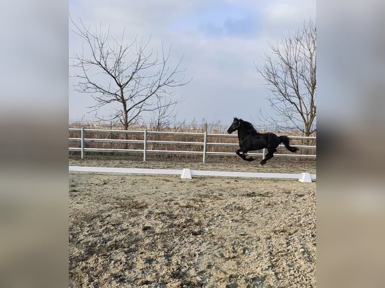 Friesian horses Gelding 7 years 16,1 hh in Torino
