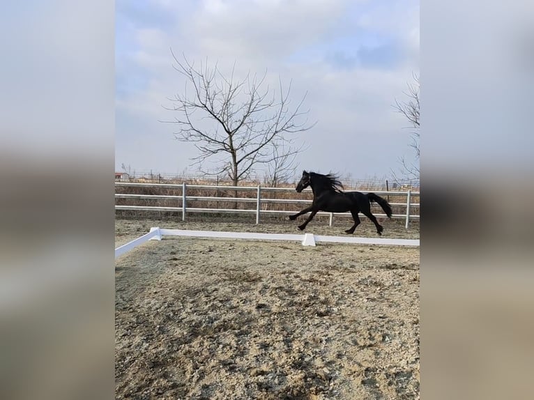 Friesian horses Gelding 7 years 16,1 hh in Torino