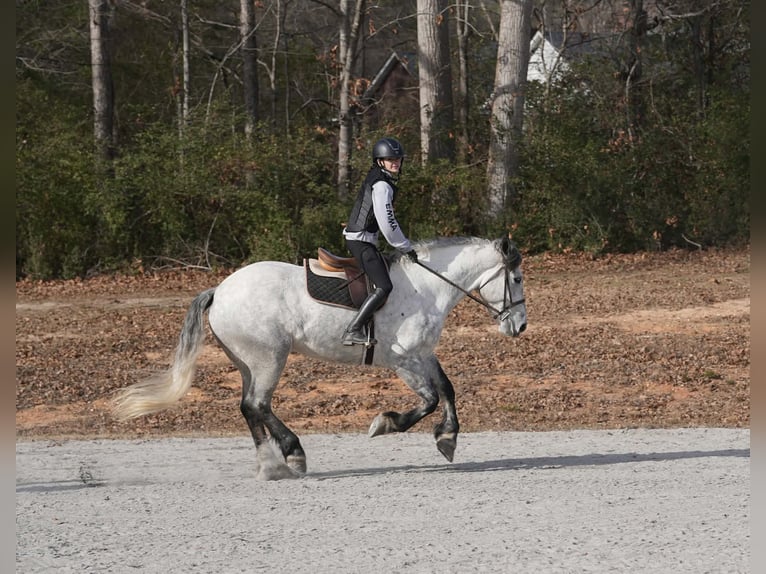 Friesian horses Mix Gelding 7 years 16,2 hh Grey in Clover