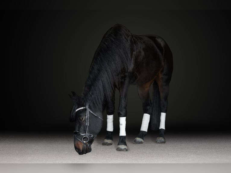 Friesian horses Gelding 7 years 16,3 hh Bay-Dark in Peyton