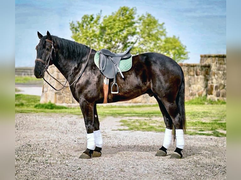 Friesian horses Gelding 7 years 17,1 hh Black in Post Oak Bend City TX