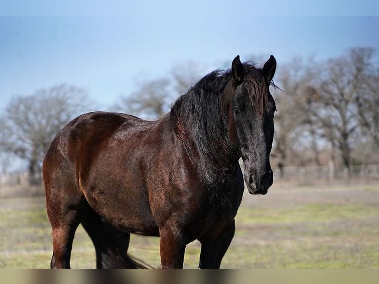 Friesian horses Gelding 7 years 17,1 hh Black in Post Oak Bend City TX