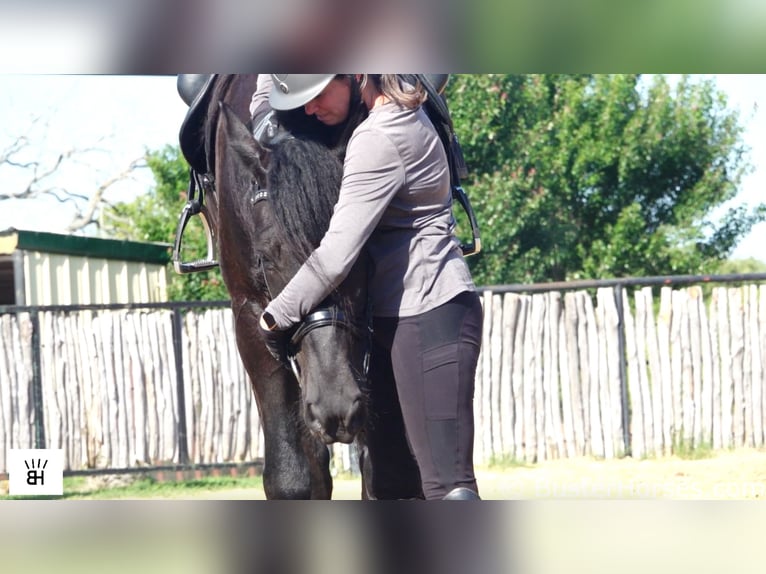 Friesian horses Gelding 7 years 17,1 hh Black in Weatherford TX