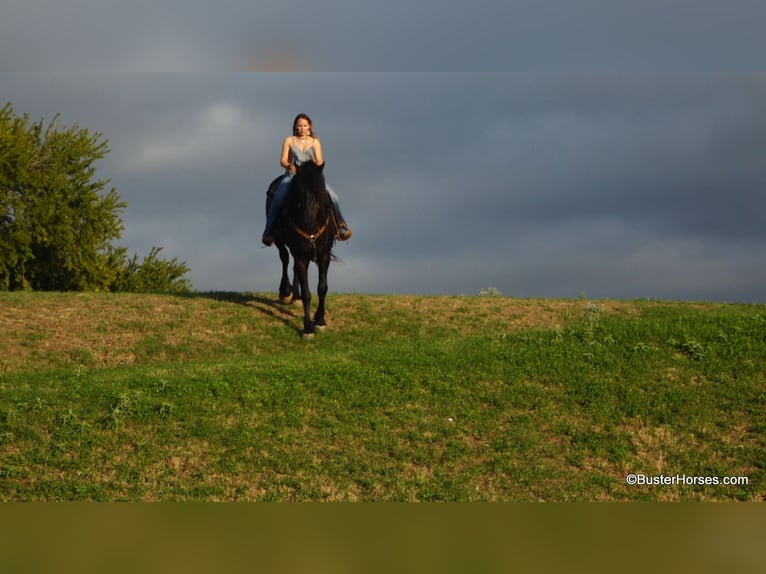 Friesian horses Gelding 7 years 17,1 hh Black in Weatherford TX