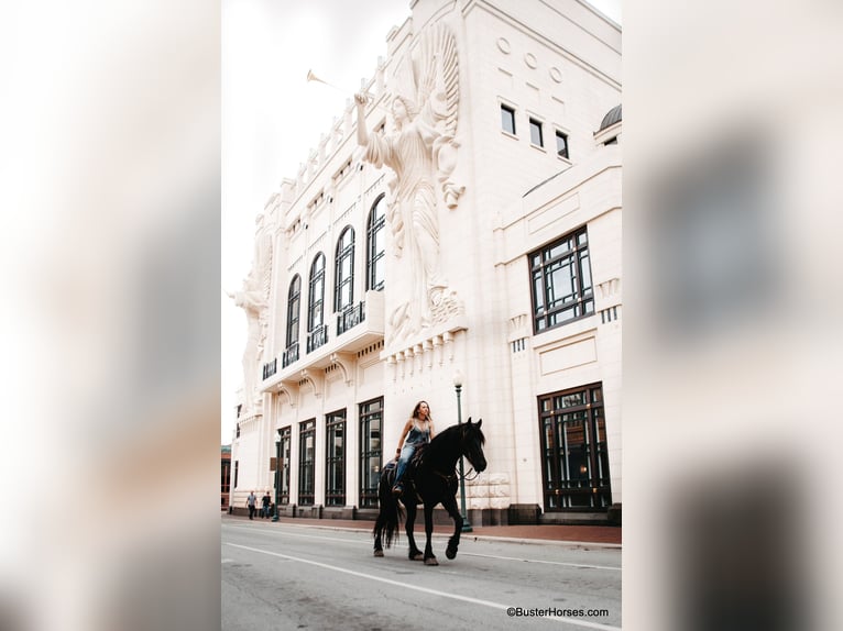 Friesian horses Gelding 7 years 17,1 hh Black in Weatherford TX