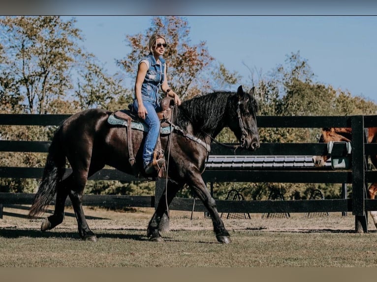 Friesian horses Gelding 7 years 17 hh Bay-Dark in Lendel Place, Cessnock, Glasgow