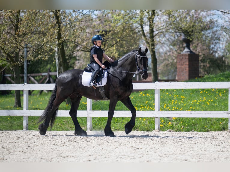 Friesian horses Gelding 7 years 17 hh Black in Prague