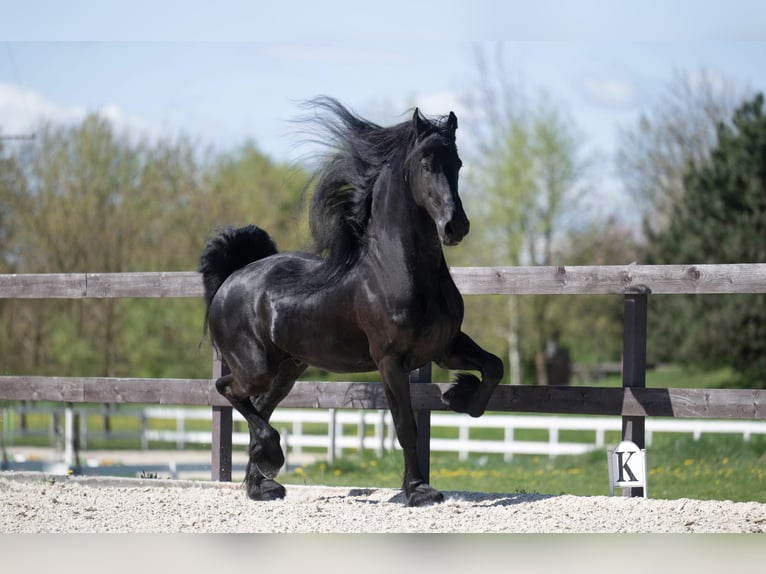 Friesian horses Gelding 7 years 17 hh Black in Prague