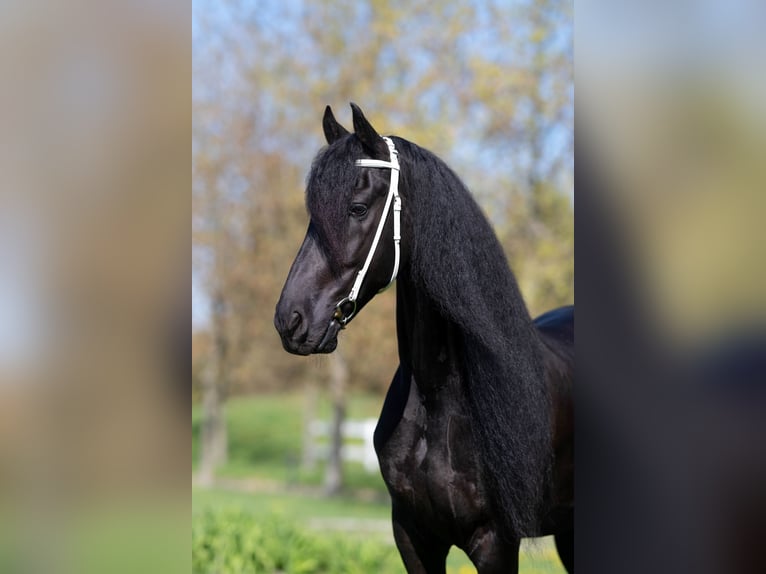 Friesian horses Gelding 7 years 17 hh Black in Prague