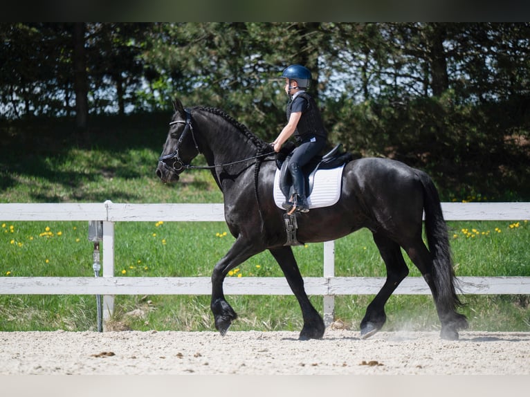 Friesian horses Gelding 7 years 17 hh Black in Prague
