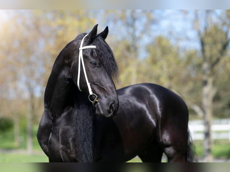 Friesian horses Gelding 7 years 17 hh Black in Prague