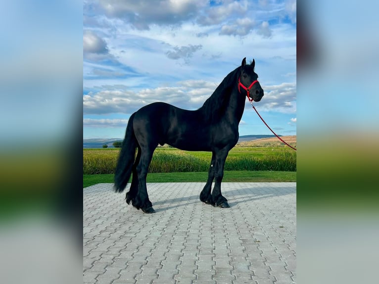 Friesian horses Gelding 7 years 17 hh Black in Glasgow