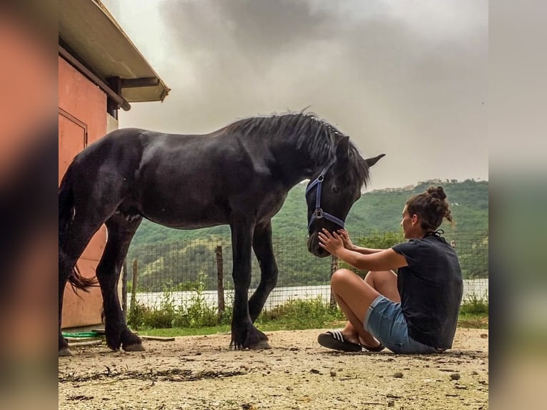 Friesian horses Gelding 7 years 17 hh Black in London