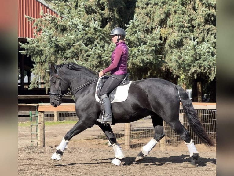 Friesian horses Gelding 7 years 17 hh Black in Marseille 06