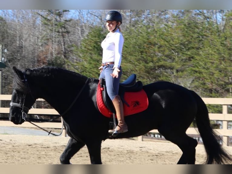 Friesian horses Gelding 7 years 17 hh Black in Edinburgh