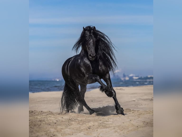 Friesian horses Gelding 7 years 17 hh Black in Tampa