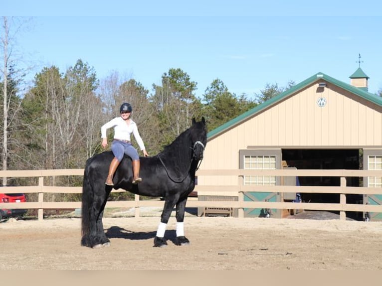 Friesian horses Gelding 7 years 17 hh Black in Ballymena