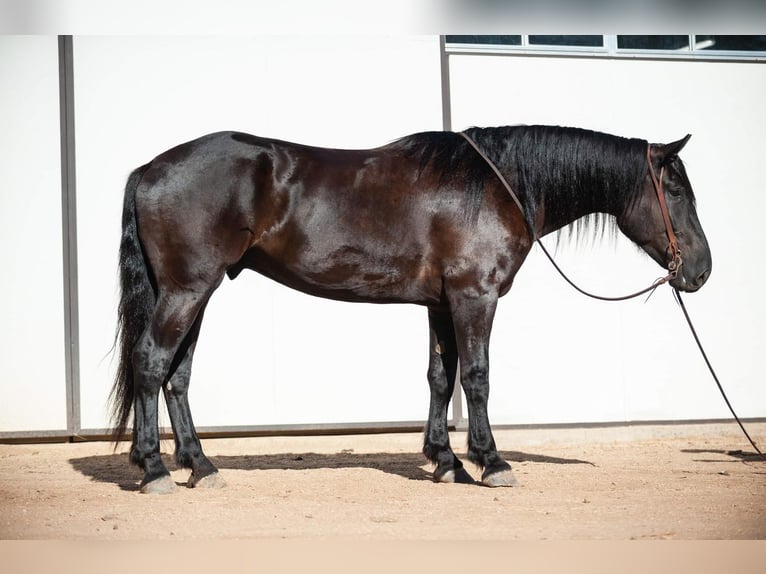 Friesian horses Mix Gelding 7 years 17 hh Black in Joshua, TX